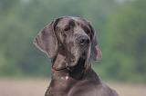 DOGUE ALLEMAND 481